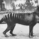 Illustration for article titled Some of the World's Rarest (and Strangest) Creatures